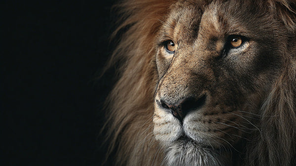 Lion Portrait With A Close Up View Of Its Face Set Against A Dark Background — Stock Photo