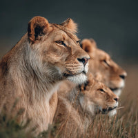 Three Majestic Lionesses In A Grassy Field — Stock Photo