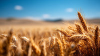 golden wheat fields - Stock Video