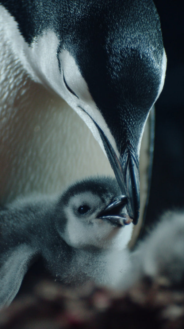 A Penguin Family Moment Captured In A Photograph An Adult Penguin Feeding Its Chick While Another Chick Looks On From A Nest — Stock Photo