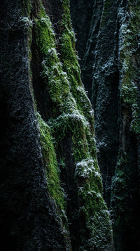 Mossy Rock Wall With A Close Up View Of The Moss And Lichen Growth Showcasing The Texture And Detail Of The Natural Surface — Stock Photo