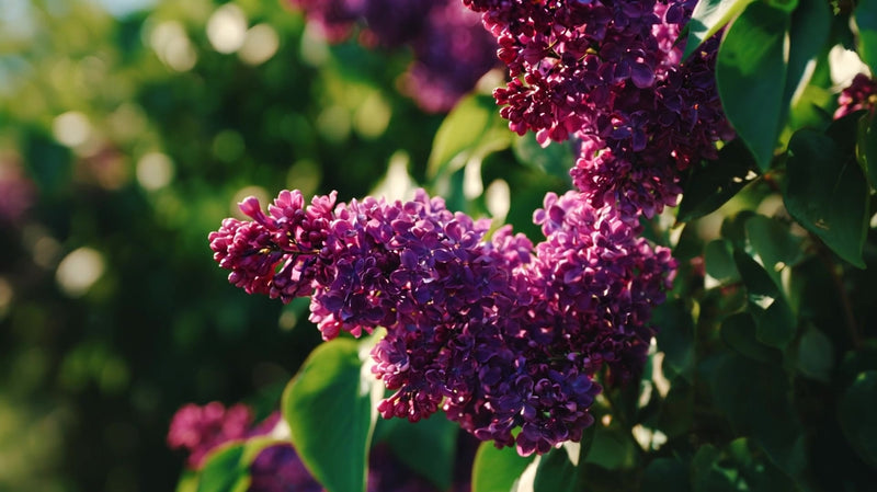 purple lilacs in full bloom - Stock Video