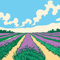 Lavender Fields With Purple Flowers A Dirt Road Cutting Through The Center And A Clear Blue Sky Above — Stock Vector