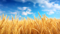 golden wheat fields under a blue sky - Stock Video