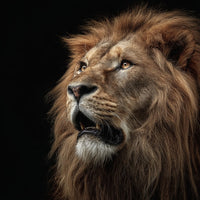 Lion Portrait With A Close Up View Of Its Face Showcasing Its Powerful Gaze And Detailed Fur Texture — Stock Photo