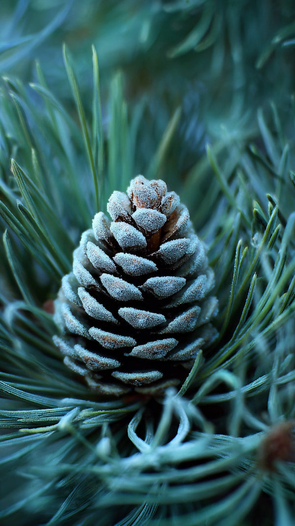 A Pine Cone Surrounded By Snow With A Close Up View Of Its Textured Surface And Green Needles — Stock Photo
