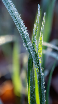 Drops Of Dew On Grass Blades 2 — Stock Photo