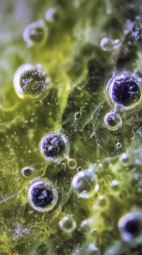 Bubbles On A Green Moss Like Surface — Stock Photo