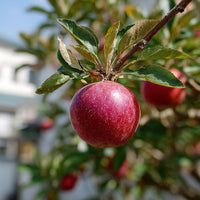 A Red Apple Hanging From A Tree Branch — Stock Photo