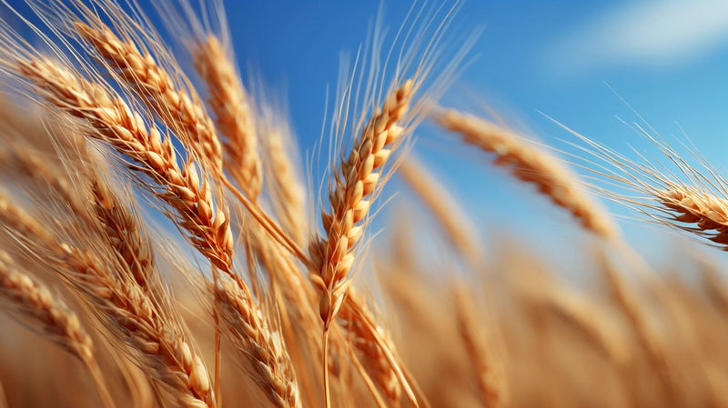 golden wheat field - Stock Video