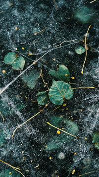 Spiderweb With Dewy Leaves — Stock Photo