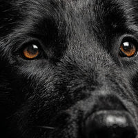 Black Dog With Amber Eyes — Stock Photo