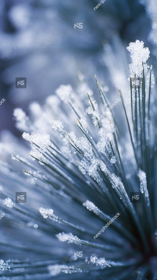 Snowflakes On Pine Needles — Stock Photo
