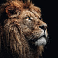Lion Portrait With A Close Up View Of Its Face Showcasing The Animal S Powerful Features And Intense Gaze — Stock Photo