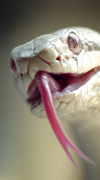 A Close Up Image Of A Snake With Its Tongue Extended Showcasing The Snake S Unique Features And Colors — Stock Photo