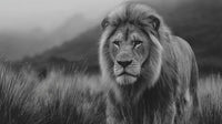 Majestic Lion In Natural Habitat Standing Tall And Alert Looking Directly Into Camera With A Backdrop Of Grassy Field And Mountains — Stock Photo
