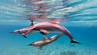 dolphins swimming underwater - Stock Video