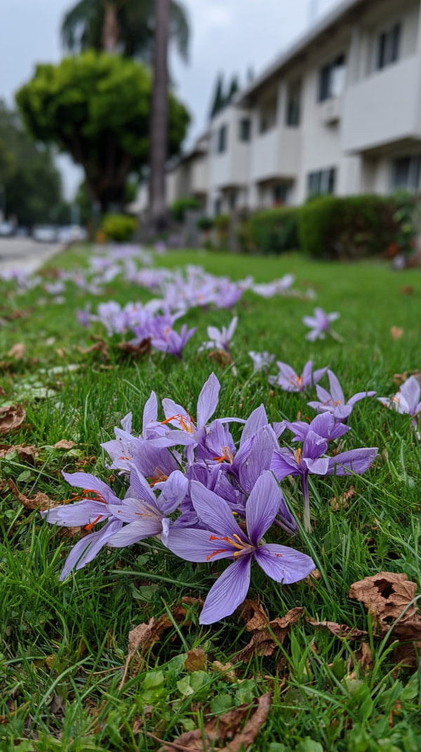 Purple Flowers Blooming In A Grassy Area With A Clear View Of The Sky And Trees In The Background — Stock Photo