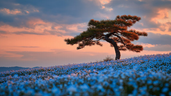 A Lone Tree Stands Amidst A Field Of Blue Flowers During Sunset With A Clear Sky As The Backdrop — Stock Photo