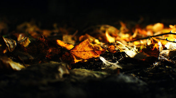 Autumn Leaves Scattered Across Ground — Stock Photo