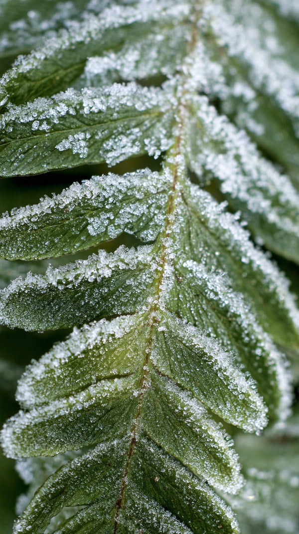 Frost Covered Fern Leaves 2 — Stock Photo