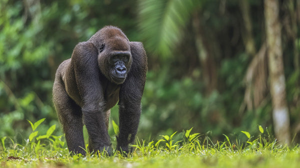 A Lone Gorilla Walking Through A Grassy Area With Trees And Foliage In The Background — Stock Photo