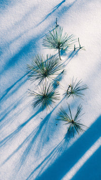 Pine Trees In A Snowy Landscape — Stock Photo