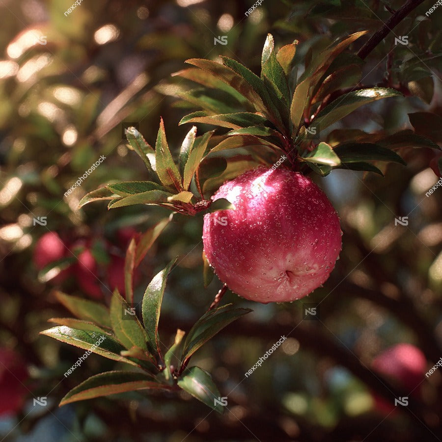 Close Up Of A Single Pink Fruit On A Tree Branch Against A Blurred Background — Stock Photo