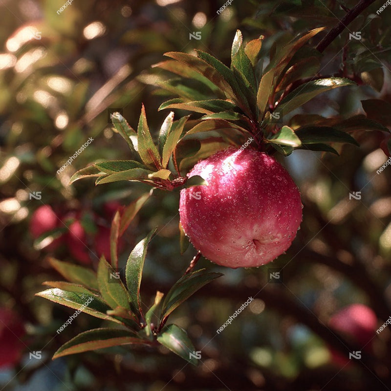 Close Up Of A Single Pink Fruit On A Tree Branch Against A Blurred Background — Stock Photo