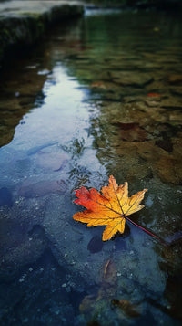 A Single Autumn Leaf Resting On A Rock In A Shallow Stream Surrounded By Small Ripples — Stock Photo