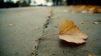 A Single Autumn Leaf Rests On A Concrete Surface Surrounded By Fallen Leaves And Set Against A Backdrop Of A Gray Sidewalk — Stock Photo