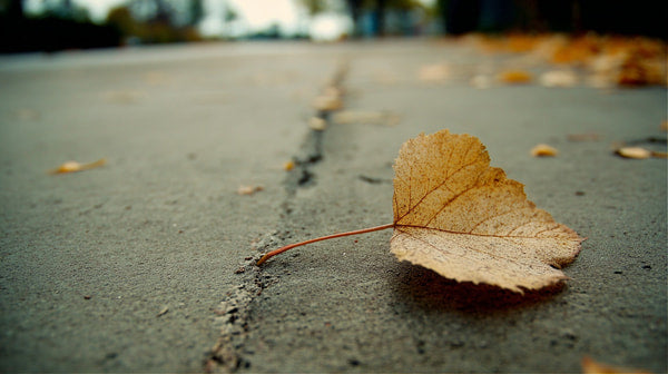 A Single Autumn Leaf Rests On A Concrete Surface Surrounded By Fallen Leaves And Set Against A Backdrop Of A Gray Sidewalk — Stock Photo