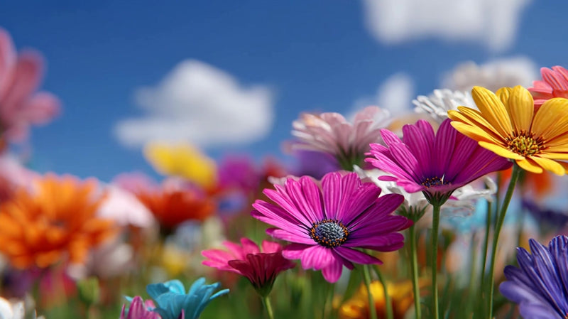 vivid flower field - Stock Video