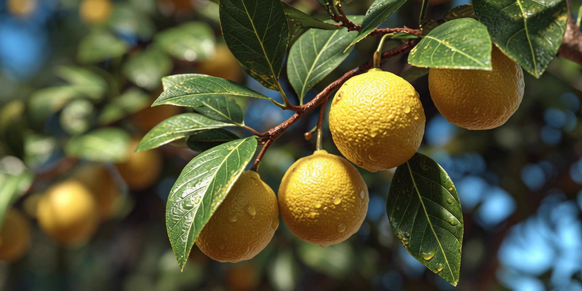 a tree with yellow oranges hanging from its branches - Stock Video