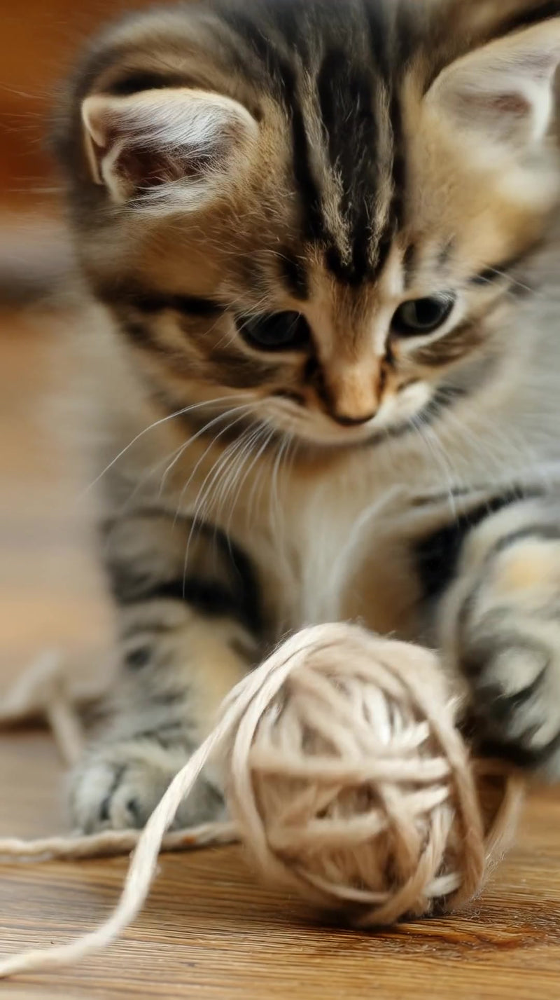 shows a small kitten with striped fur sitting on a wooden floor next to a ball of string - Stock Video