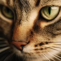 Cat Portrait With A Close Up View Of Its Eyes And Nose Showcasing The Cat S Striking Green Eyes And Distinctive Tabby Pattern — Stock Photo