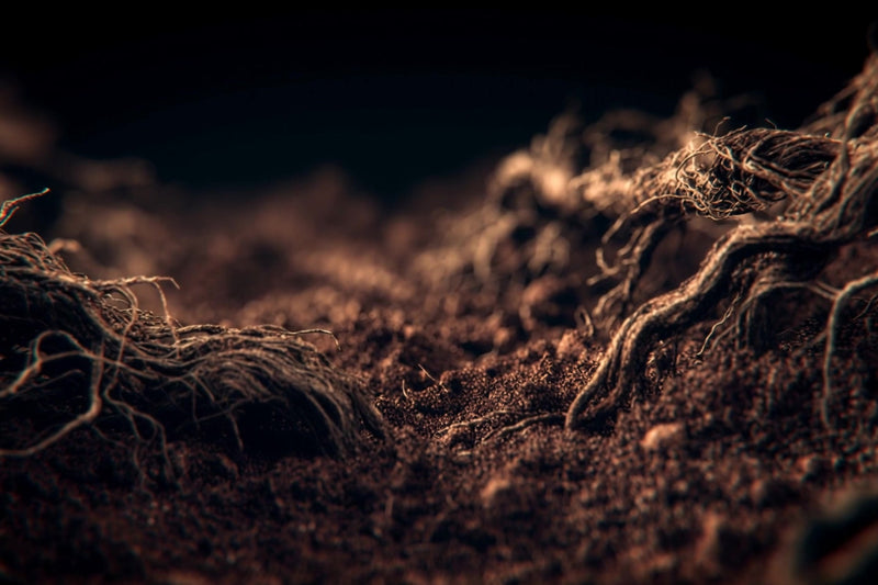 roots in the dirt - Stock Video