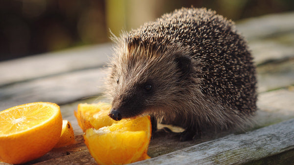 A Hedgehog Eating An Orange Slice — Stock Photo
