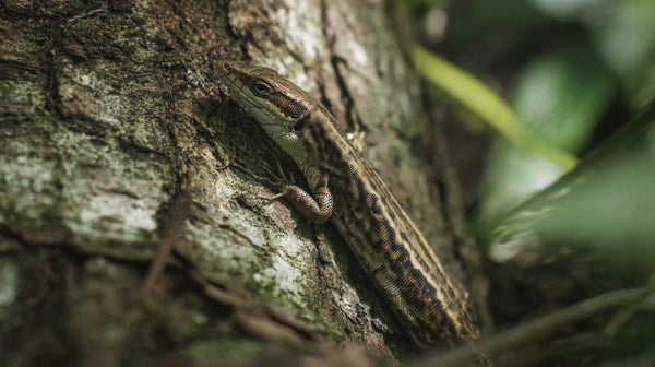Camouflaged Gecko Perched On Tree Bark With Green Leaves And Branches In Background — Stock Photo
