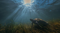 A Turtle Swimming Underwater In A Sunlit Ocean — Stock Photo