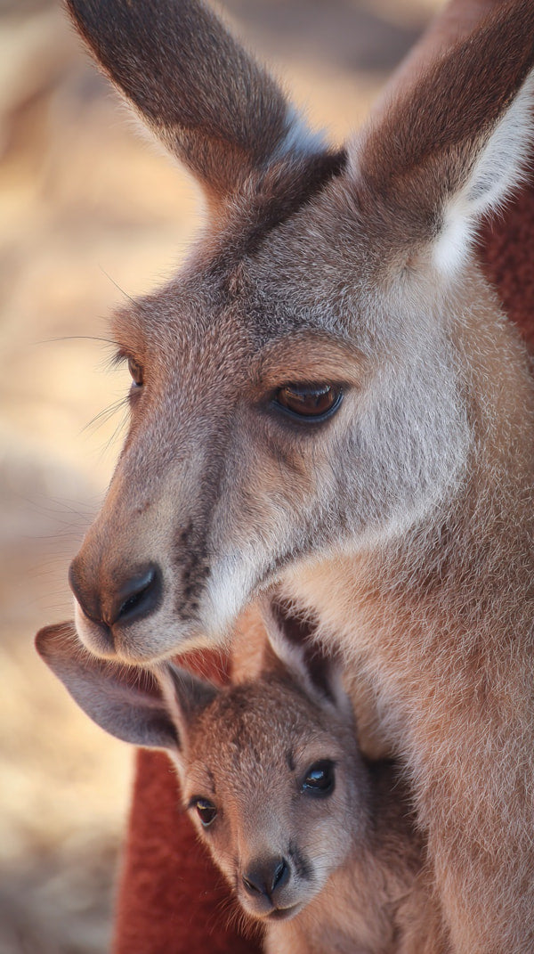A Mother Kangaroo With Her Baby In A Natural Setting — Stock Photo