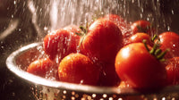 Rainy Tomato Harvest — Stock Photo