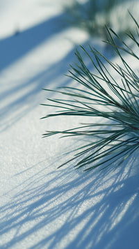 A Pine Tree In A Snowy Landscape With The Sun Casting Shadows On The Ground And The Tree S Branches — Stock Photo