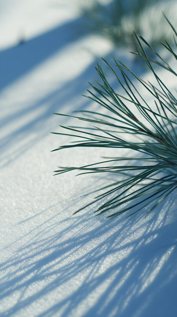 A Pine Tree In A Snowy Landscape With The Sun Casting Shadows On The Ground And The Tree S Branches — Stock Photo