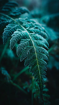 Fern In A Forest — Stock Photo