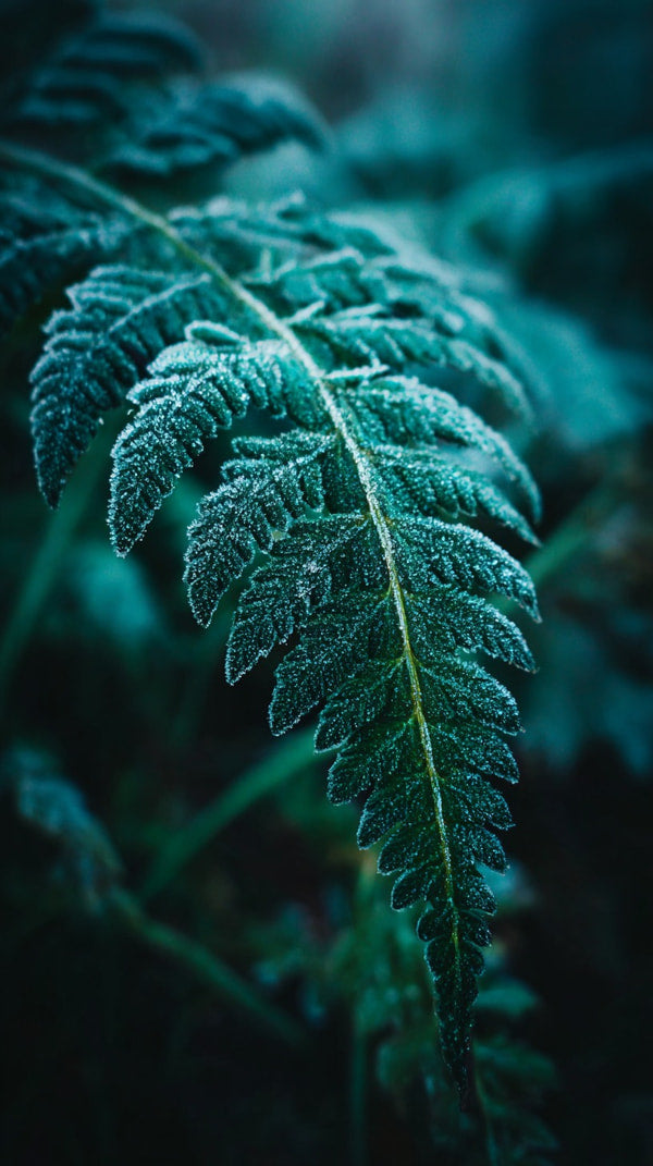 Fern In A Forest — Stock Photo