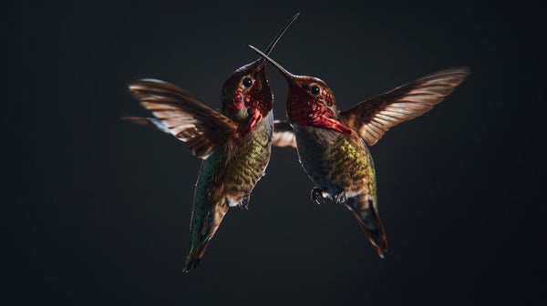 Hummingbirds In Flight — Stock Photo