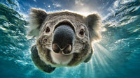 kangaroo swimming in ocean - Stock Video