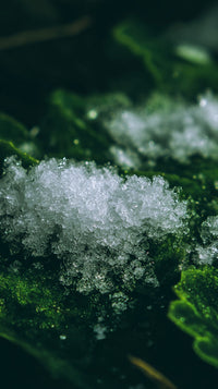 Snowflakes On A Branch With Green Leaves — Stock Photo