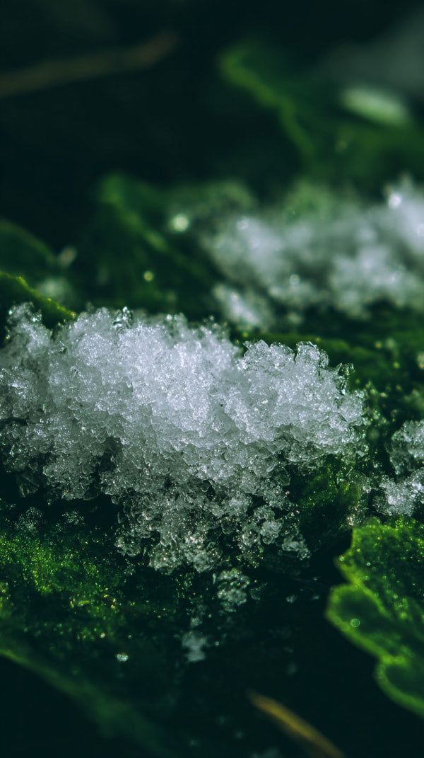 Snowflakes On A Branch With Green Leaves — Stock Photo